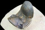Paralejurus Trilobite Fossil - Foum Zguid, Morocco #74876-2